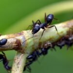 Ant Farming
