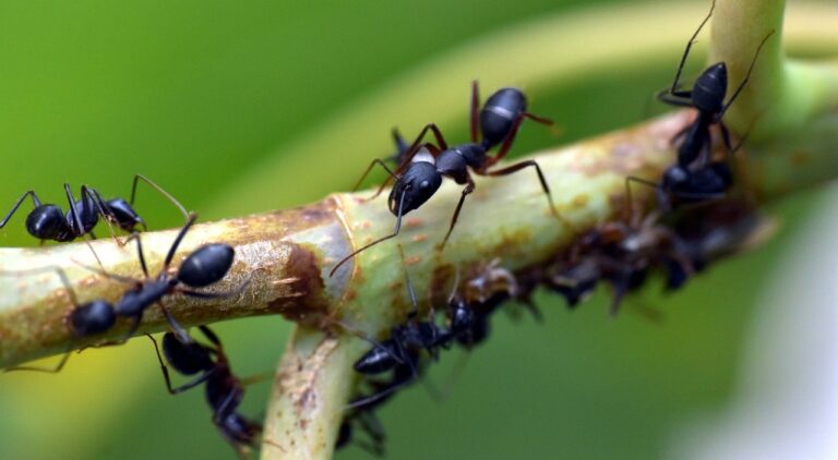 Ant Farming