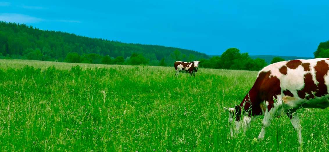 mixed Farming