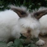 Angora Rabbits