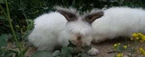 Angora Rabbits