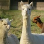 Alpaca Farming