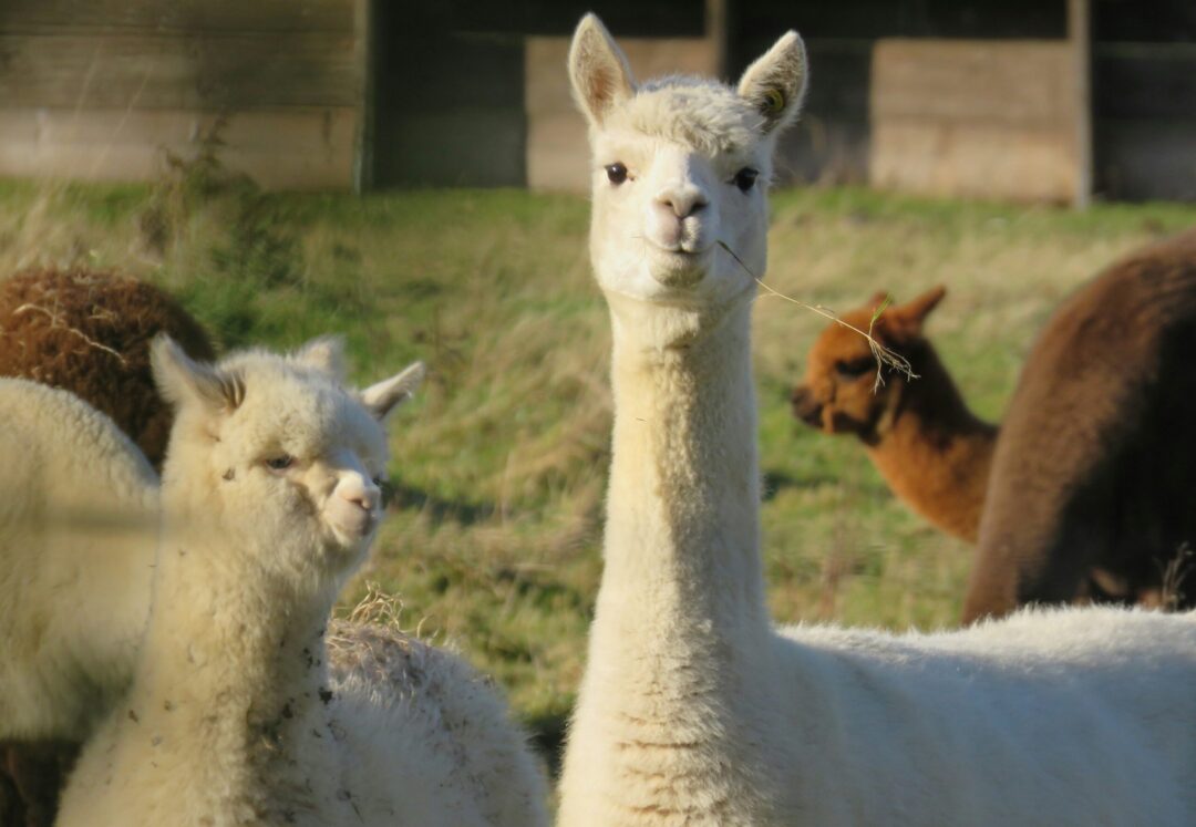 Alpaca Farming