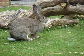 Large rabbit