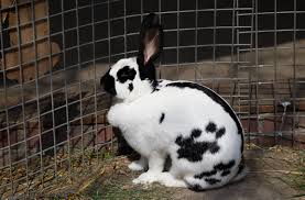 Checkered Giant Rabbit 