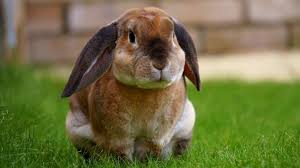 French Lops Rabbit