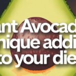 Giant Avocados