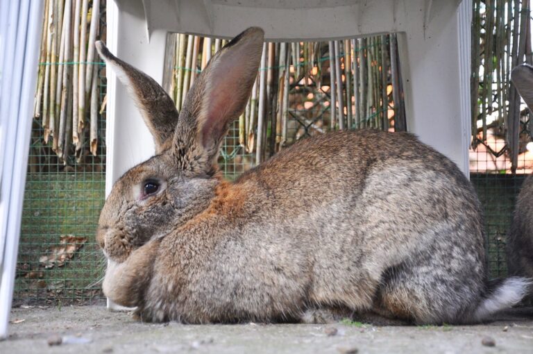 Large rabbits