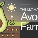 Avocado Farming