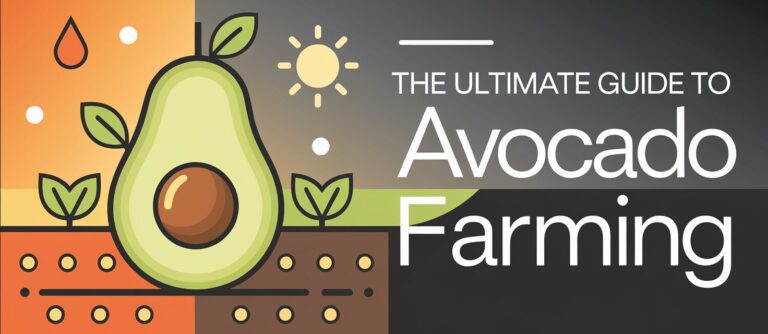 Avocado Farming