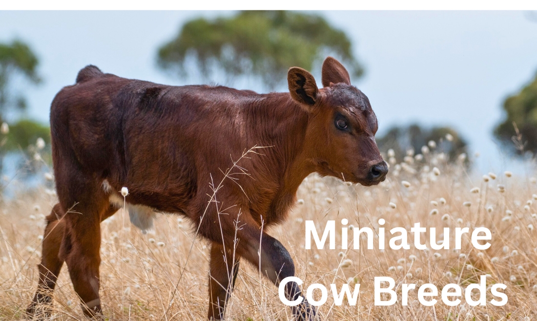 Miniature cow