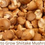 Shiitake Mushrooms