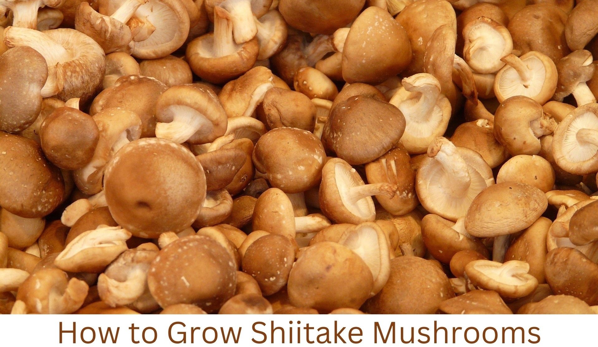 Shiitake Mushrooms