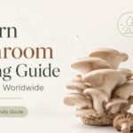 Modern Mushroom Farming