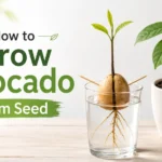 How to grow Avocado