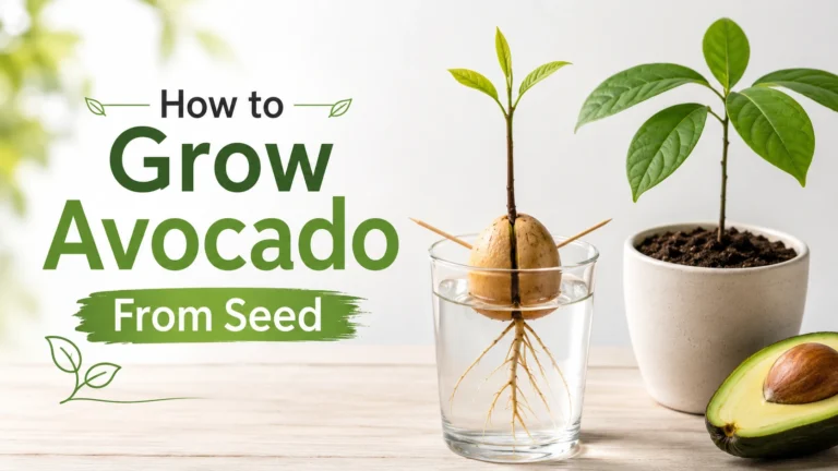 How to grow Avocado